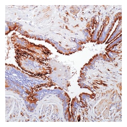 Tubulin- , Rabbit Polyclonal Antibody,Lab Vision Epredia:Antikörper:Primärantikörper