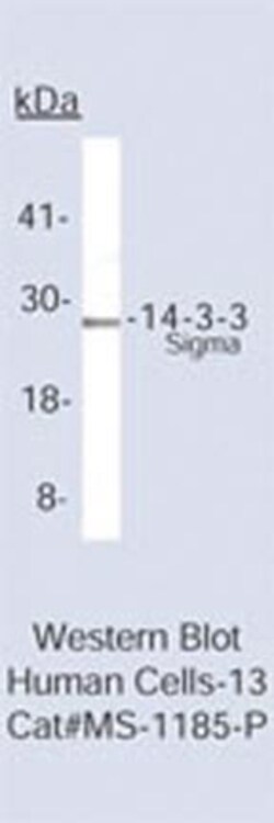 Epredia Lab Vision 14.3.3 Ab-1 Mouse Monoclonal Antibody, 200 g/mL, BSA