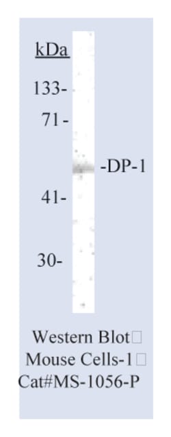 Epredia Lab Vision DP-1 Transcription Factor Ab-6 Mouse Monoclonal Antibody,