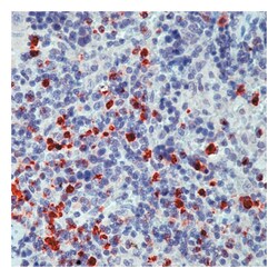 Myeloperoxidase (MPO) Rabbit Polyclonal Antibody, Epredia:Antibodies:Primary