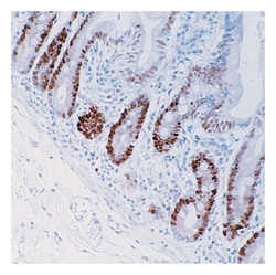 Epredia Lab Vision PCNA (Proliferating Cell Nuclear Antigen) Ab-1 Mouse
