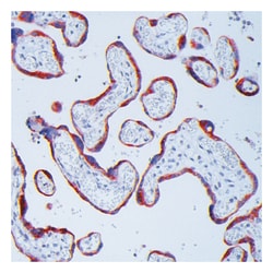 Epredia Lab Vision MMP-13 (Collagenase-3) Ab-1 Mouse Monoclonal Antibody