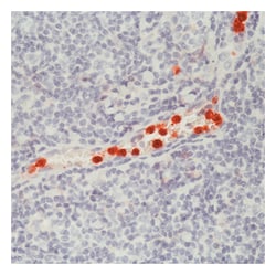 Epredia Lab Vision CD16/Fc Receptor III, Mouse Monoclonal Antibody:Antibodies:Primary