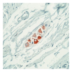 Epredia Lab Vision Ret Oncoprotein Ab-1, Mouse Monoclonal Antibody:Antibodies:Primary