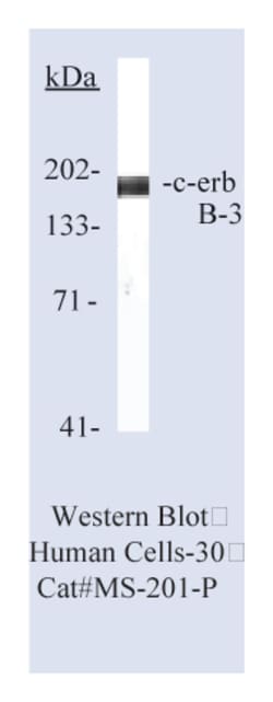 HER-3/c-erbB-3 Ab-2 Mouse Monoclonal Antibody, Epredia:Antibodies:Primary