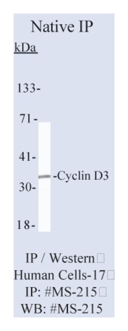 Cyclin D3 Ab-1 Mouse Monoclonal Antibody, Epredia:Anticuerpos:Anticuerpos