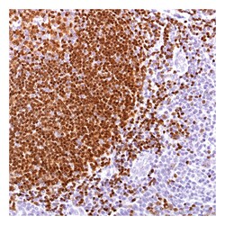 Epredia Lab Vision Pax-5 Rabbit Monoclonal Antibody 100&mu;L; Unlabeled;