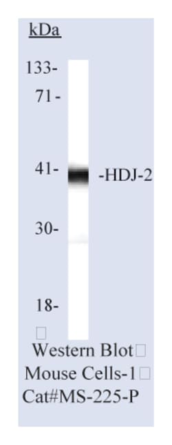 Epredia Lab Vision HDJ-2/DNAJ Ab-1 Mouse Monoclonal Antibody, 200 g/mL,