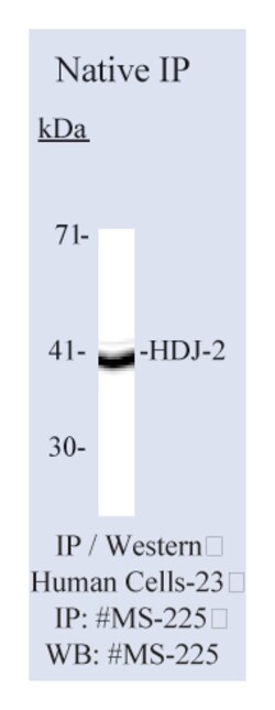 Epredia Lab Vision HDJ-2/DNAJ Ab-1 Mouse Monoclonal Antibody, 200 g/mL,
