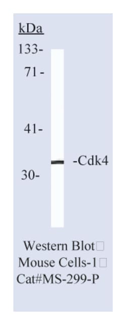 Cdk4 Ab-1 Mouse Monoclonal Antibody, Epredia:Antibodies:Primary Antibodies