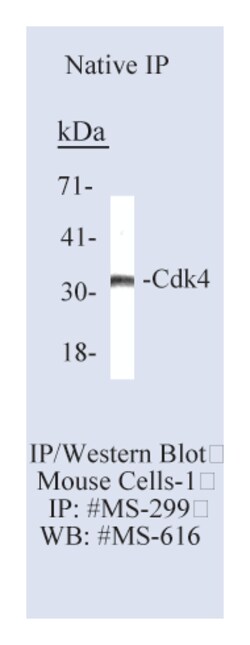 Cdk4 Ab-1 Mouse Monoclonal Antibody, Epredia:Antibodies:Primary Antibodies