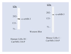 c-erbB-3/HER-3 Ab-6 Mouse Monoclonal Antibody, Epredia:Antibodies:Primary