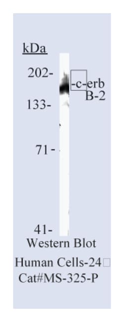 HER-2/c-erbB-2/neu Ab-8 Mouse Monoclonal Antibody, Epredia:Antibodies:Primary