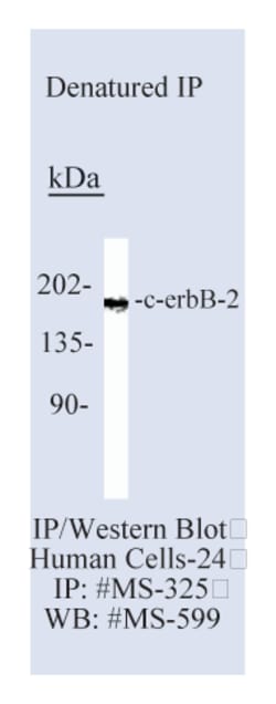 HER-2/c-erbB-2/neu Ab-8 Mouse Monoclonal Antibody, Epredia:Antibodies:Primary