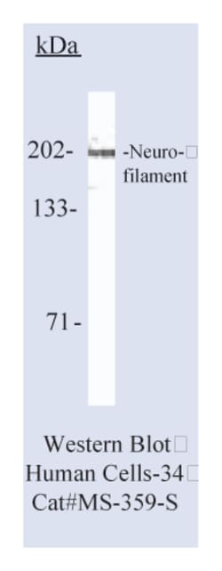 Epredia Lab Vision Neurofilament (200kDa 68kDa) Ab-1, Mouse Monoclonal