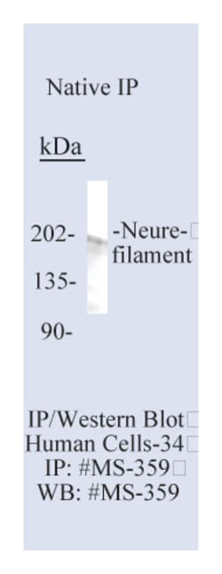 Epredia Lab Vision Neurofilament (200kDa 68kDa) Ab-1, Mouse Monoclonal