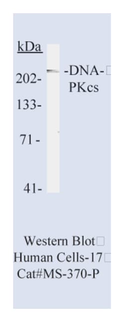 Epredia Lab Vision DNA-PKcs Ab-2 Monoclonal Antibody, 200 g/mL, BSA and