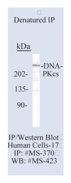 Epredia Lab Vision DNA-PKcs Ab-2 Monoclonal Antibody, 200 g/mL, BSA and