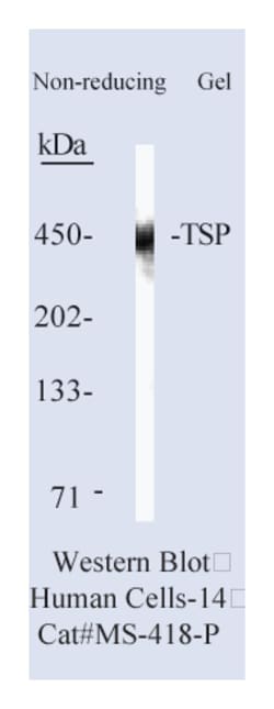 Thrombospondin (TSP) Ab-1 Mouse Monoclonal Antibody, Epredia:Antibodies:Primary