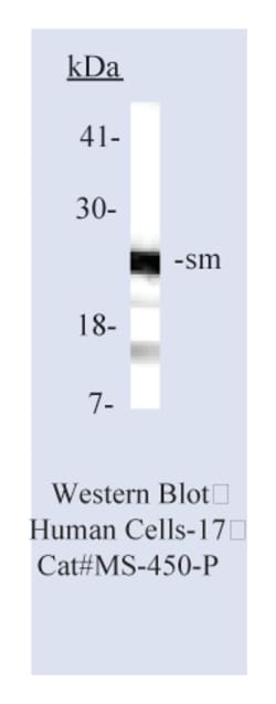 sm (Smith Antigen) Ab-1 Mouse Monoclonal Antibody, Epredia:Antibodies:Primary