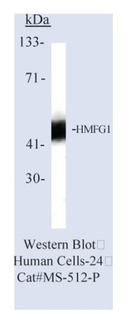 Epredia Lab Vision Milk Fat Globule 1 Human (HMFG1) Ab-1 Mouse Monoclonal
