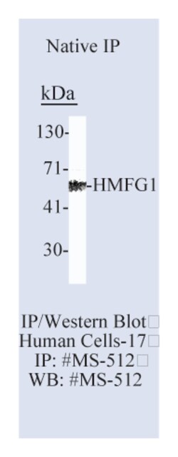 Epredia Lab Vision Milk Fat Globule 1 Human (HMFG1) Ab-1 Mouse Monoclonal