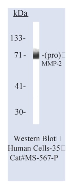 MMP-2 (72kDa Collagenase IV) Ab-1 Mouse Monoclonal Antibody, Epredia:Antibodies:Primary