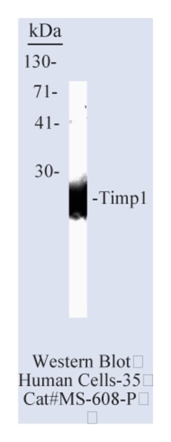 TIMP-1 Ab-2 Mouse Monoclonal Antibody, Epredia:Antibodies:Primary Antibodies