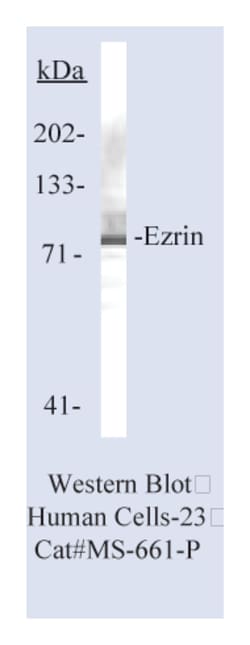 Epredia Lab Vision Ezrin/p81/80K/Cytovillin Ab-1 Mouse Monoclonal Antibody,