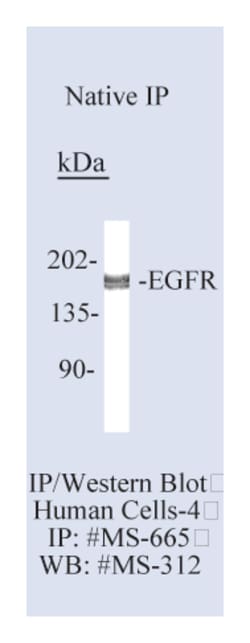 Epidermal Growth Factor Receptor/EGFR Ab-15 Mouse Monoclonal Antibody,