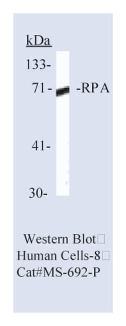 RPA/p70 (Replication Protein A) Ab-2, Mouse Monoclonal Antibody,Lab Vision