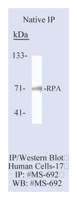 RPA/p70 (Replication Protein A) Ab-2, Mouse Monoclonal Antibody,Lab Vision