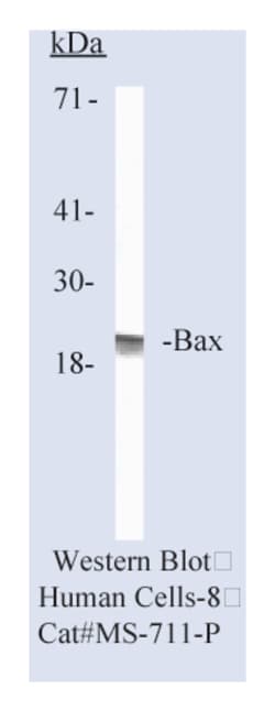 Bax Ab-1 Mouse Monoclonal Antibody, Epredia:Antibodies:Primary Antibodies