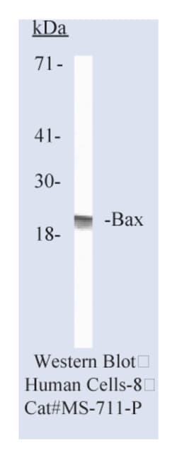 Bax Ab-1 Mouse Monoclonal Antibody, Epredia&trade;:  