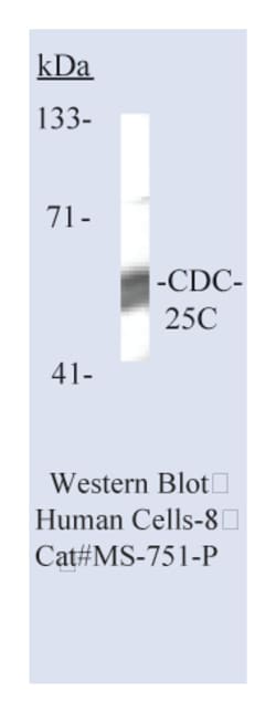 CDC25C Ab-1 Mouse Monoclonal Antibody, Epredia:Antibodies:Primary Antibodies