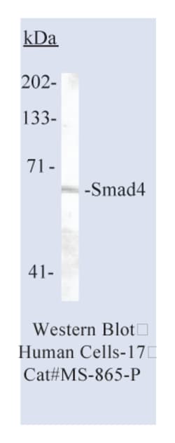 SMAD4/DPC4 Ab-1, Mouse Monoclonal Antibody,Lab Vision Epredia:Anticuerpos:Anticuerpos