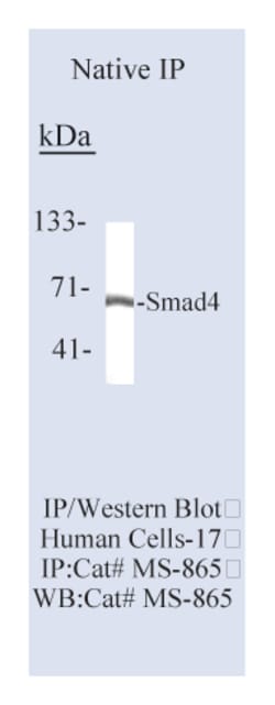 SMAD4/DPC4 Ab-1, Mouse Monoclonal Antibody,Lab Vision Epredia:Anticuerpos:Anticuerpos