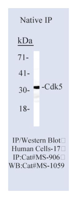 Cdk5 Ab-3 Mouse Monoclonal Antibody, Epredia:Antibodies:Primary Antibodies