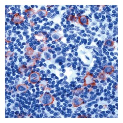 Epredia CD15, Mouse Monoclonal Antibody, 200 g/mL; Unlabeled; Purified