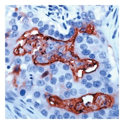 Epredia Lab Vision MUC-1 Mouse Monoclonal Antibody, 200 g/mL with BSA and