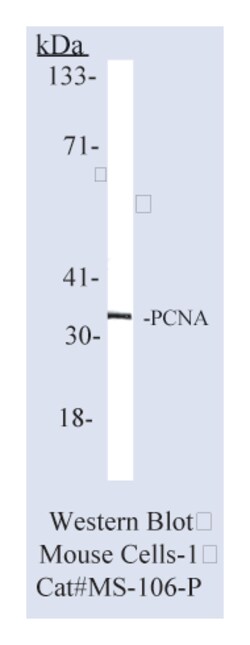 Epredia Lab Vision PCNA (Proliferating Cell Nuclear Antigen) Ab-1 Mouse