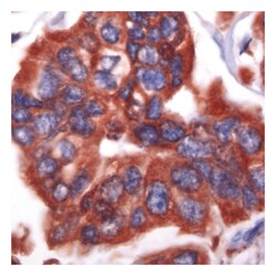 Epredia Lab Vision GRP94 Rabbit Polyclonal Antibody with BSA and azide:Antibodies:Primary