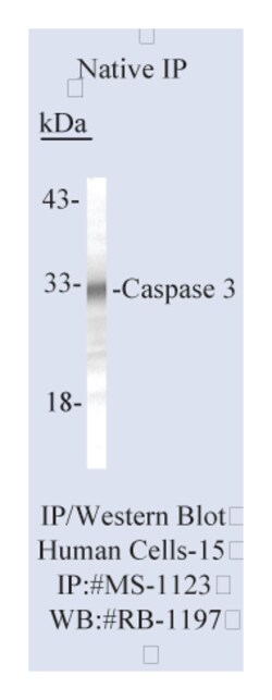 Epredia Lab Vision Caspase 3 (CPP32) Ab-3 Mouse Monoclonal Antibody, 200