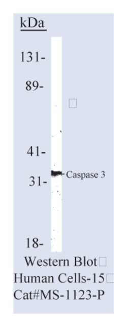 Epredia Lab Vision Caspase 3 (CPP32) Ab-3 Mouse Monoclonal Antibody, 200