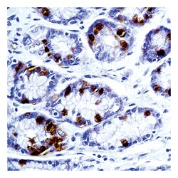 Epredia Lab Vision Gastrin Ab-1 Rabbit Polyclonal Antibody with BSA and azide 100 &mu;L | Buy Online | Epredia&trade; | Fisher Scientific