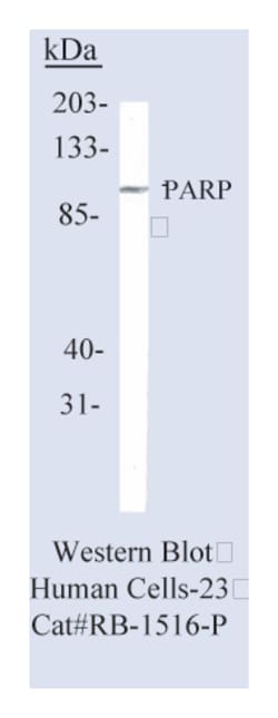 Epredia Lab Vision PARP (Poly ADP-Ribose Polymerase) Ab-2 Rabbit Polyclonal