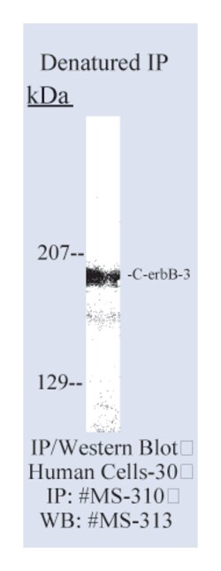 c-erbB-3/HER-3 Ab-6 Mouse Monoclonal Antibody, Epredia:Antibodies:Primary