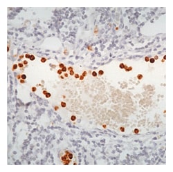 Myeloperoxidase (MPO) Rabbit Polyclonal Antibody, Epredia:Antibodies:Primary