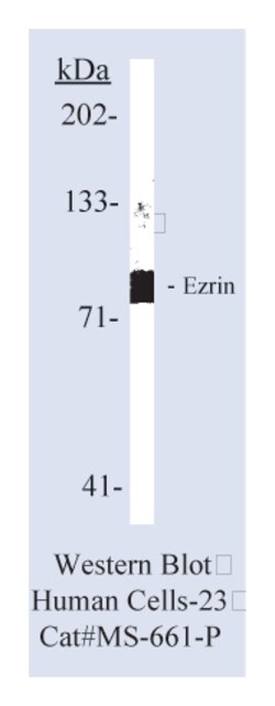 Epredia Lab Vision Ezrin/p81/80K/Cytovillin Ab-1 Mouse Monoclonal Antibody,