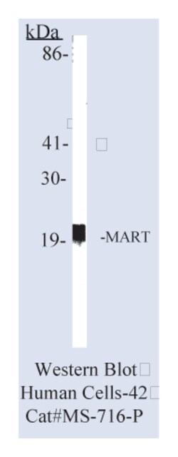 MART-1/Melan-A (Melanoma Marker) (Cocktail) Ab-3 Mouse Monoclonal Antibody,